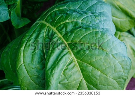 Tobacco green big leaf , close up. Cultivated tobacco ( Nicotiana tabacum ) plants outdoor. Virginia Tobacco leaves. Royalty-Free Stock Photo #2336838153