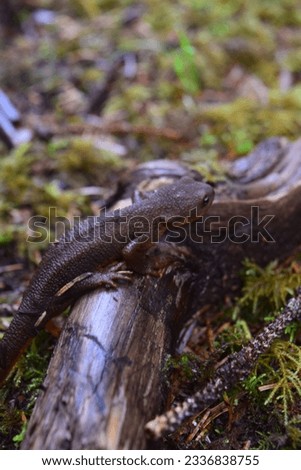 little newt on mossy ground