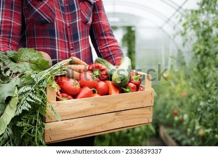 wooden box with a crop of organic vegetables in the hands of a farmer in a greenhouse, harvesting concept, space for text. Royalty-Free Stock Photo #2336839337