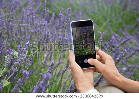 A girl photographs lavender flowers in a lavender field on a smartphone. Mobile phone focused on lavender flowers in female hands.