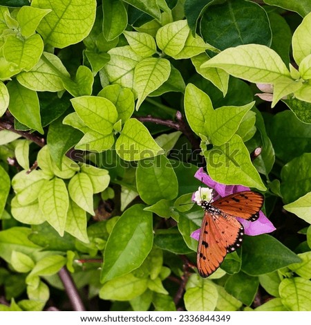 A Tawny Coster butterfly sips nectar from the newly planted pink bougainvillae garden at Jewel Changi Airport on 23 July 2023 at 6.10 pm. Butterflies are rarely seen here. Royalty-Free Stock Photo #2336844349