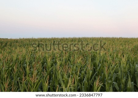 
Corn field at sunset in Castilla