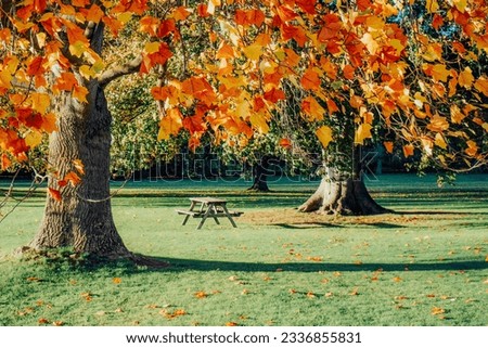 Bench and picnic table under big tree with yellow and red leaves in the fall. Beautiful colorful autumn nature background. Beautiful autumn landscape with yellow trees in a city park. Selective focus.