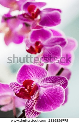 Bouquet with purple color flowers on a blurred light background. Calm and beautiful scene. Natural beauty. Selective focus.
