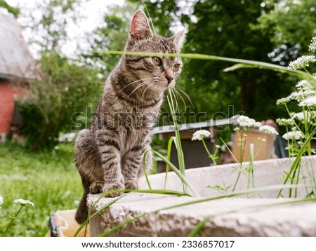 Portrait of slim young tubby cat. Rural country side background. Pet living on a farm or ranch. Selective focus. Royalty-Free Stock Photo #2336857017