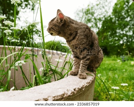 Cute small tubby cat eating tall grass. Rural farm or ranch background. Animal living in a country side. Selective focus. Consumption of natural vitamins. Royalty-Free Stock Photo #2336857019