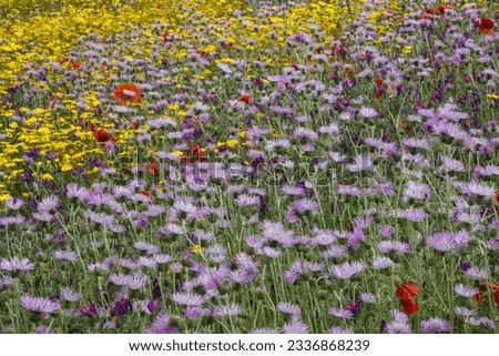 Blooming flower meadow with Purple Milk Thistles (Galactites tomentosus) and Arnica (Arnica montana), at El Tablero, Gran Canaria, Canary Islands, Spain