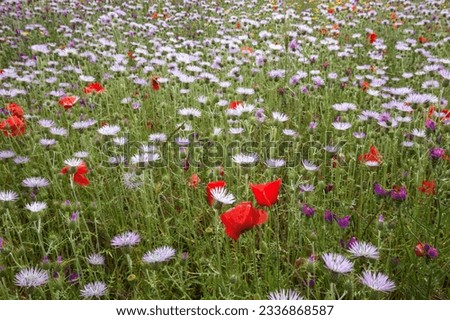 Blooming flower meadow with Purple Milk Thistles (Galactites tomentosus) and Corn poppy (Papaver rhoeas), at El Tablero, Gran Canaria, Canary Islands, Spain
