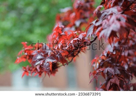 Close-up photo of Japanese maple tree leaves on a rainy day in New York, USA. Details of beautiful nature
