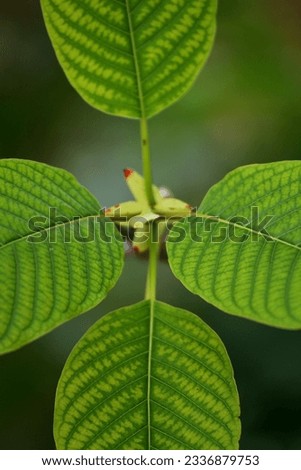 Kratom leaves green with beautiful leaf patterns 