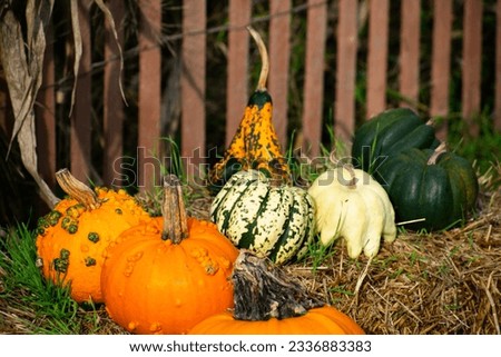 A festive display of squash's on hay bales at a local cider mill. A perfect photo to go along with your fall themes. Bright colors with a festive feel.