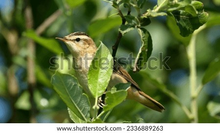 The sedge warbler (Acrocephalus schoenobaenus). To protect themselves from birds of prey, the reed warblers also fly into the trees. Royalty-Free Stock Photo #2336889263