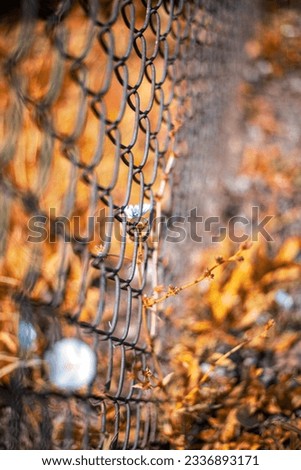Picture of beautiful weed plants growing through barbed fencing 