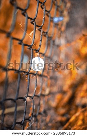 Picture of beautiful weed plants growing through barbed fencing 