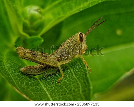 Macro photography of grasshoppers that have not yet had wings foraging for green leaves around bushes and wildflowers