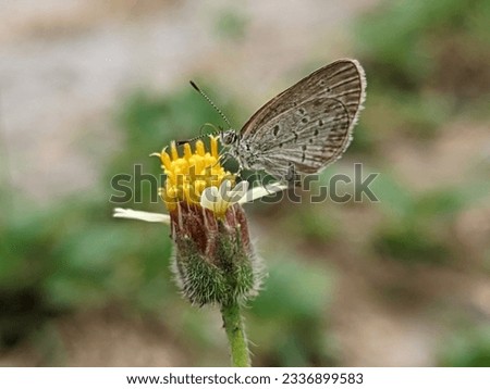 Macro photography of a beautiful white butterfly perching on a flower or plant in search of food
