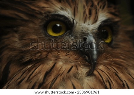 Picture of owl with sharp yellow eyes.