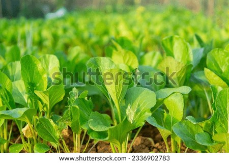 Caisim or green mustard grows in the fields. one of the popular leaf vegetables in Indonesia Royalty-Free Stock Photo #2336902783