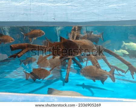 indoor aquarium with several species of big fishes.
