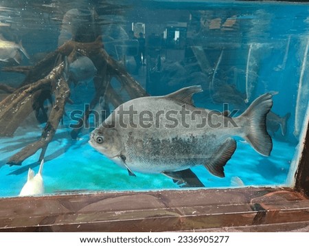 indoor aquarium with several species of big fishes.
