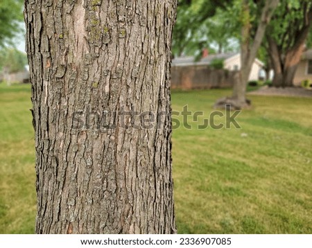 Maple bark close-up. Acer saccharum. 
