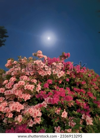Closeup and Low Angle Shoot two various colours of Flowers with the bright light of the moon at the Park in Busan, South Korea