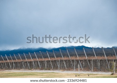 view of a vineyard with mountain background in the province of mendoza in winter