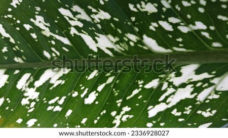 The leaves of beautiful flower plants, with natural colors and textures of the leaves make the flower leaves look beautiful 