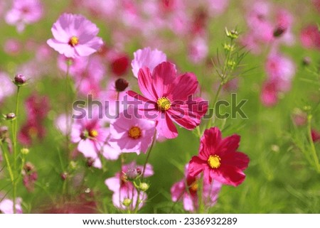 Cosmos flowers bloom in Jim Thompson Farm, a famous natural and cultural attraction in Thailand.