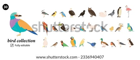 A set of assorted birds in beautiful colors and different species.