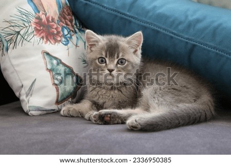 cute kitten British shorthair cat 