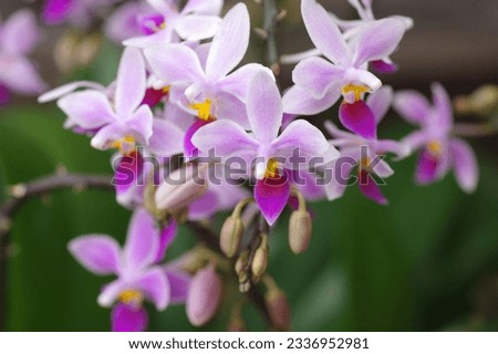 Close-up of Phalaenopsis flowers (Phalaenopsis equestris) Royalty-Free Stock Photo #2336952981