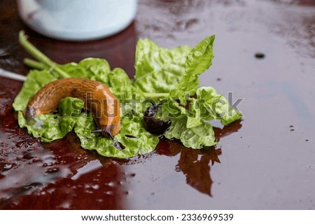 Close-up of the Spanish slug Arion lusitanicus in a bucket. Big slimy brown snails crawling around the garden. The invasion damages the leaves and crops. Collection of invasive species. Royalty-Free Stock Photo #2336969539