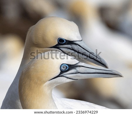 Northern Gannets greeting each other Royalty-Free Stock Photo #2336974229