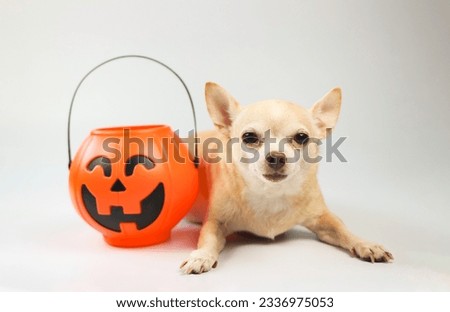 Portrait of brown  short hair  Chihuahua dog  lying down  on white  background with plastic halloween pumpkin bucket. Pet and halloween holiday concept