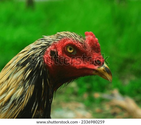 rooster head with green grass biground