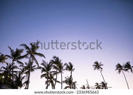 Tops of palm trees against the background of the evening sky. Dark blue sky without clouds. Travel destinations advertisement, banner. There is free space to insert.