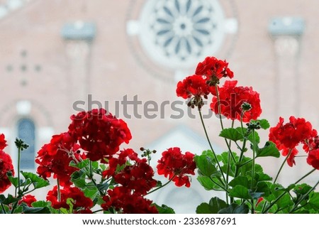 red geranium flowers on medieval church background