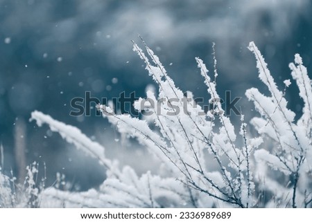 Snow-covered plants in winter forest during snowfall. Macro image, shallow depth of field. Winter nature background