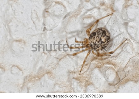 Isolated brown spider hanging on white background