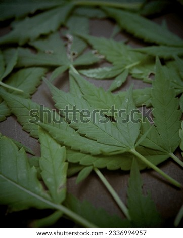 Several cannabis leaves on a black background