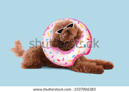 Cute Maltipoo dog with stylish sunglasses and swim ring lying on light blue background