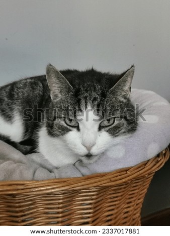 Grey-white cat relaxing on soft blanket in a basket, looks a bit dissatisfied