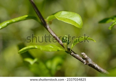 Kobus magnolia branch with new leaves - Latin name - Magnolia kobus