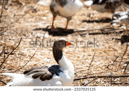 Domestic goose, Side profile photo of a gray goose with an orange beak. Water bird idea concept. Poultry. Horizontal photo. No people, nobody.