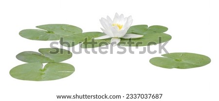 Water lily or Lotus flower white, isolated on white background
