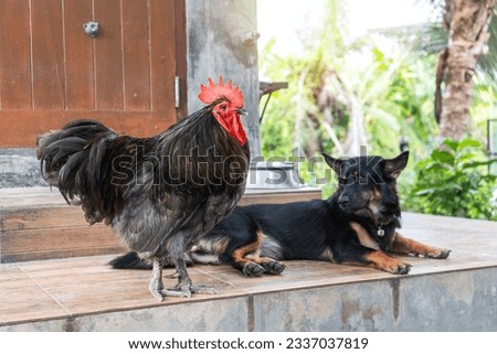 Coexistence of pets Chicken and dog. Blue australorp rooster and black dog on the patio in the backyard. Royalty-Free Stock Photo #2337037819
