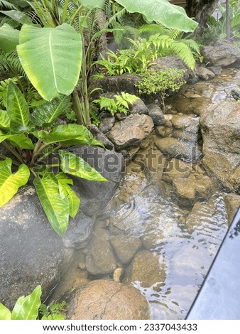Forest streams, green trees, clear water