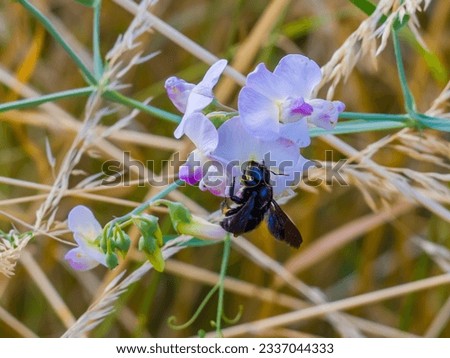 Sweet pea flowers with carpenter bee in the meadow