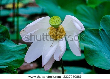 A close up of a lotus flower with leaves in the background
